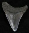 Fossil Megalodon Tooth - South Carolina #13689-1